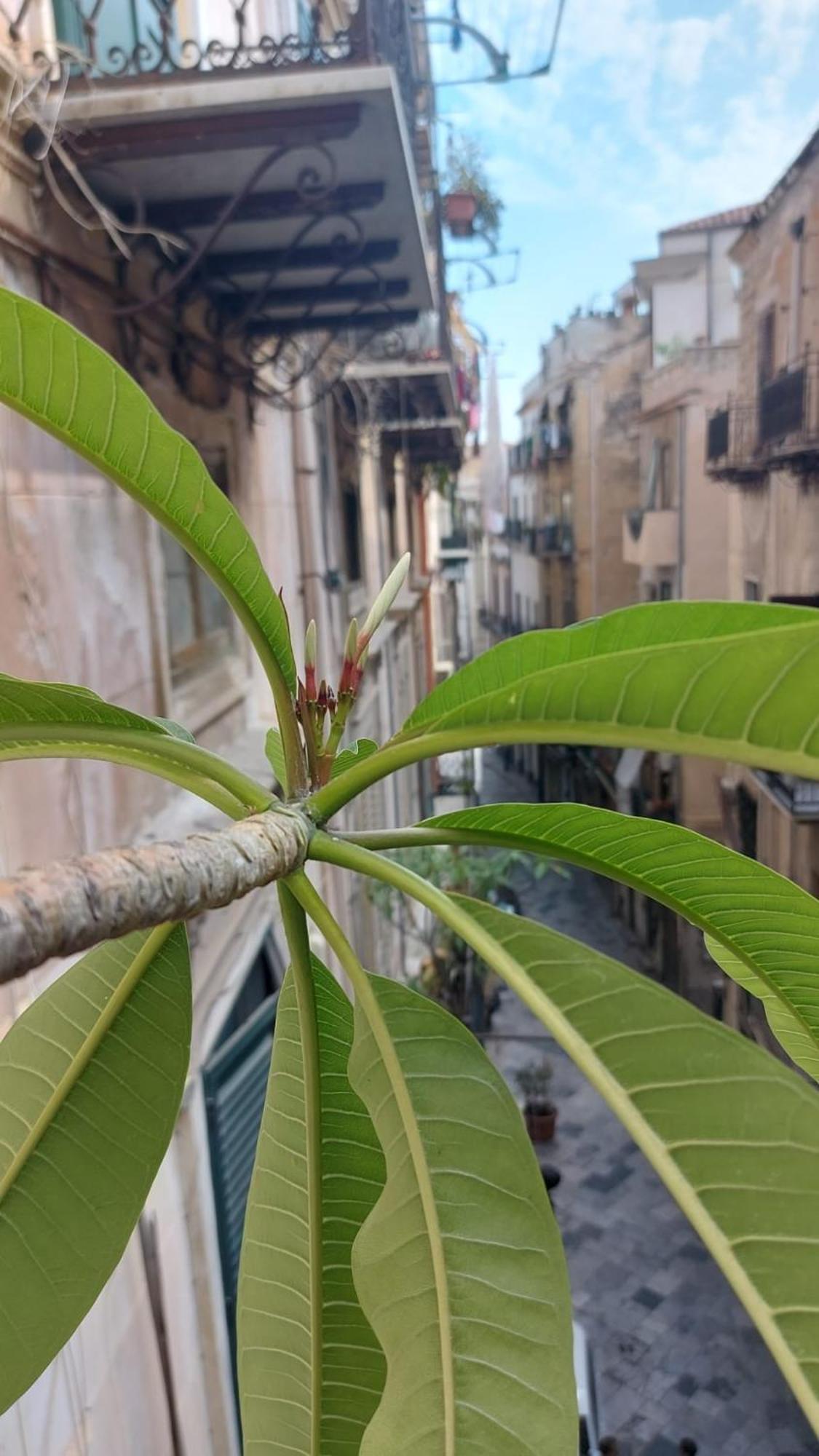 A Casa Di Elena Apartment Palermo Exterior photo